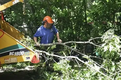tree services Lincoln Village